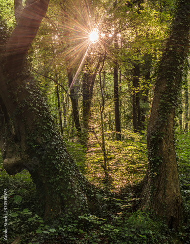 sun rays in the woods © Maris