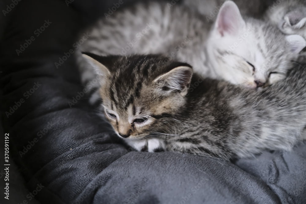 Obraz premium Scottish straight black kitten at home playing with everything