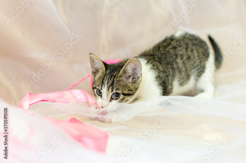 a white kitten with dark spots sits on a white background and plays with a pink ribbon.