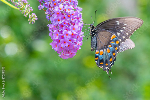 Black swallowtail butterfly with orange and blue spots perched on purple flower of butterfly bush photo
