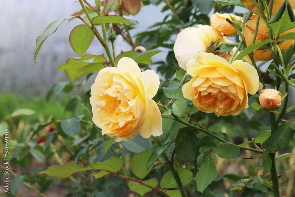 yellow rose flower in the garden yellow rose flower in the garden