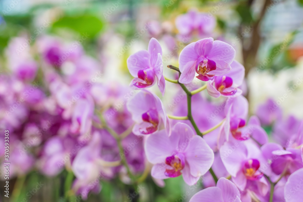 Close-up of a lot of purple orchids on a blurred background, selective focus. Natural floral background for the designer. Close-up of a lot of purple orchids on a blurred background, selective focus. Natural floral background for the designer.