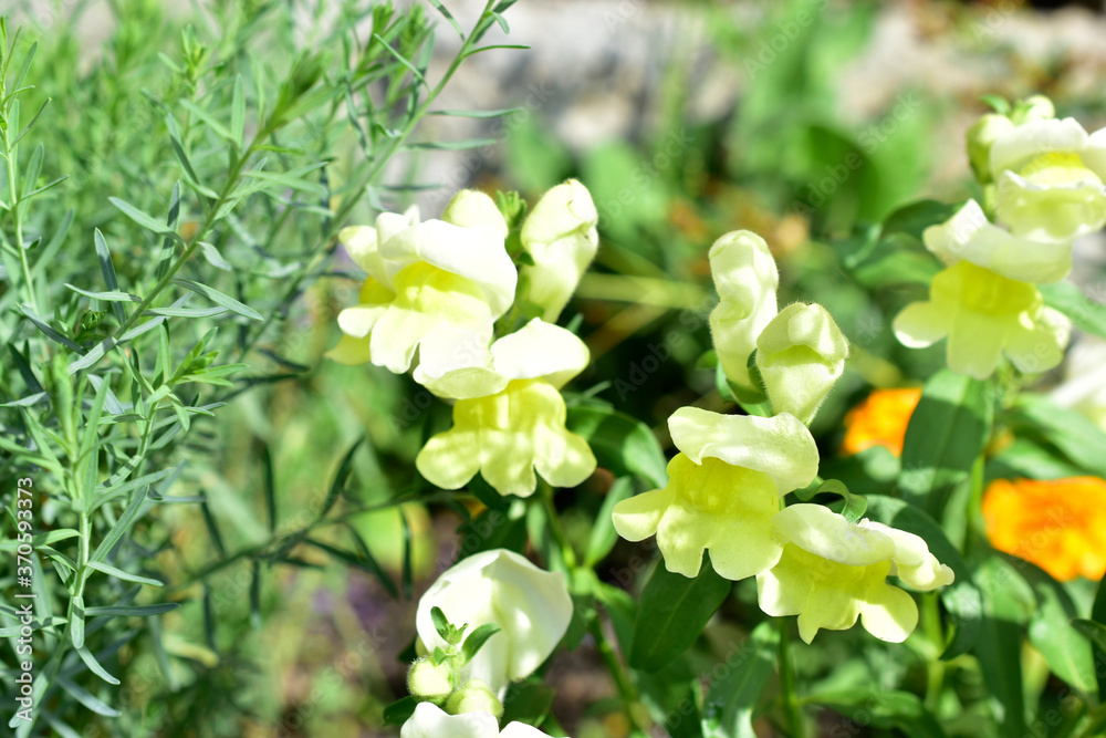 Yellow Snapdragon flowers and green bushes in the garden. Yellow Snapdragon flowers and green bushes in the garden.