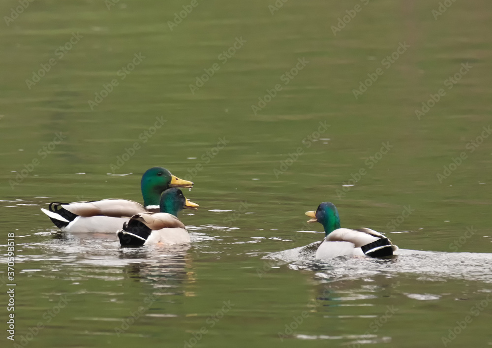 Fototapeta premium Canards colvert