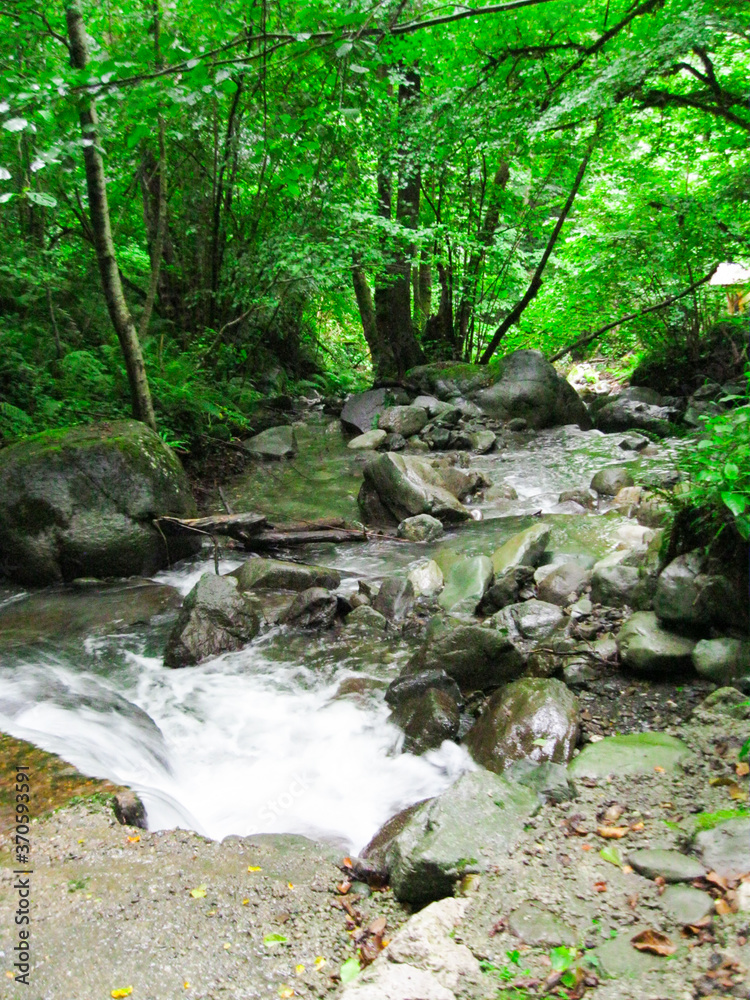 Obraz premium green nature landscape, fresh river stream, natural rock, outdoor, trees in Sochi, Russian