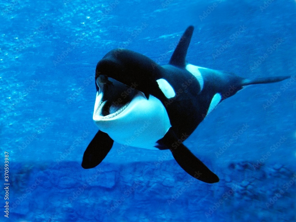 Killer Whale, orcinus orca, Adult with open Mouth
