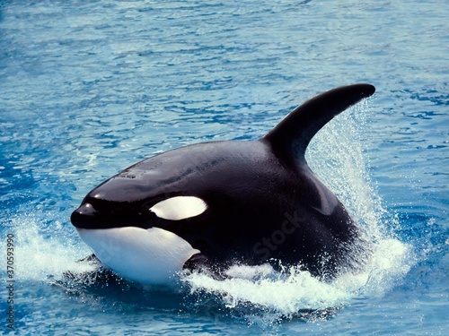 Killer Whale, orcinus orca, Adult swimming at Surface