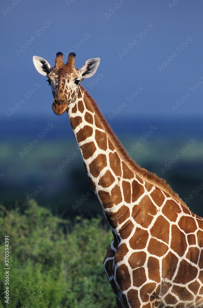 Obraz premium Reticulated Giraffe, giraffa camelopardalis reticulata, Portrait of Adult, Samburu Park in Kenya