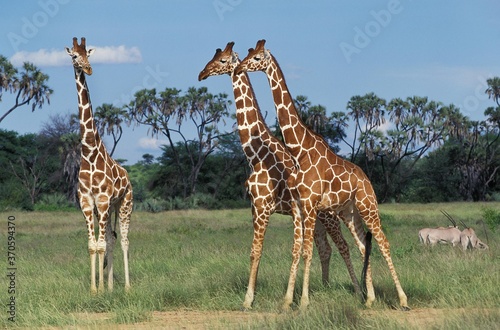 Reticulated Giraffe  giraffa camelopardalis reticulata  Group at Samburu Park in Kenya