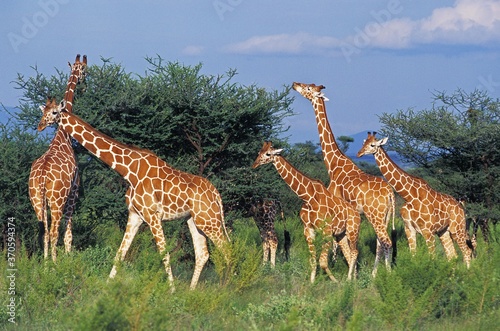 Reticulated Giraffe  giraffa camelopardalis reticulata  Group eating Acacia Tree  Samburu Park in Kenya