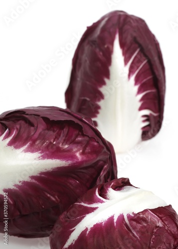 Trevise Salad, cichorium intybus against White Background photo