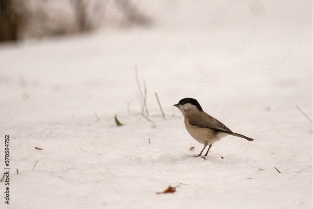 Mésange nonnette Mésange nonnette