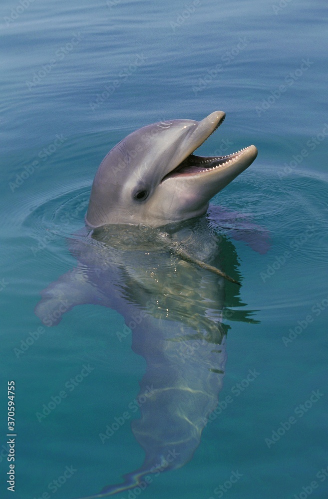 Fototapeta premium Bottlenose Dolphin, tursiops truncatus, Head of Adult emerging from Water