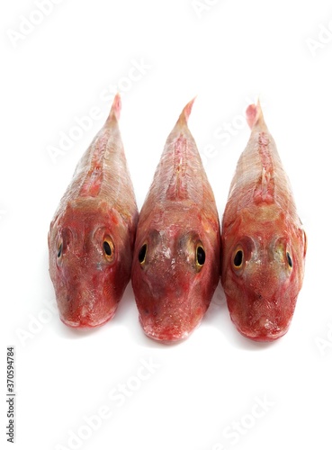 Red Gurnard, trigla cuculus, Fishes against White Background photo