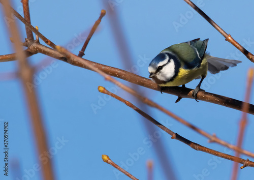 Mésange bleue