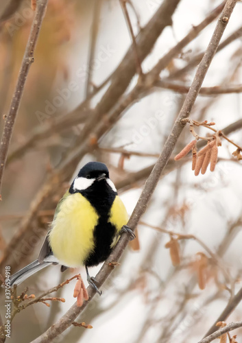 Mésange charbonnière