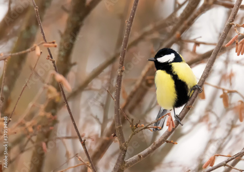 Mésange charbonnière