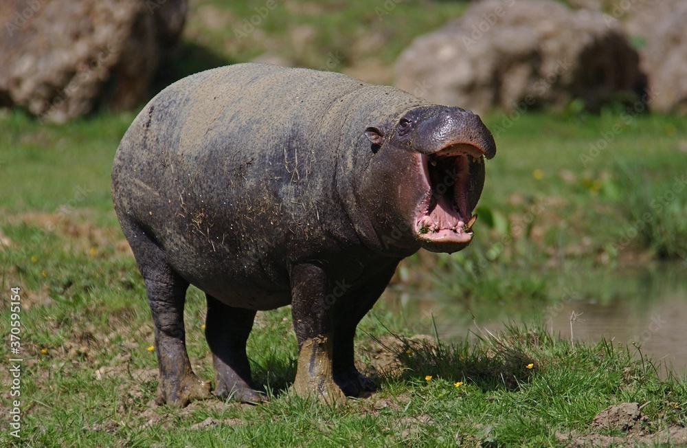 Fototapeta premium Pygmy Hippopotamus, choeropsis liberiensis, Adult Yawning