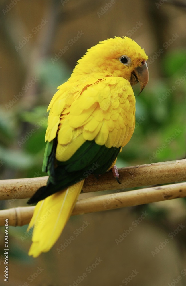 Golden Conure or Golden Parakeet or Queen of Bavaria's Conure, guaruba guarouba, Adulte standing on Branch Golden Conure or Golden Parakeet or Queen of Bavaria's Conure, guaruba guarouba, Adulte standing on Branch