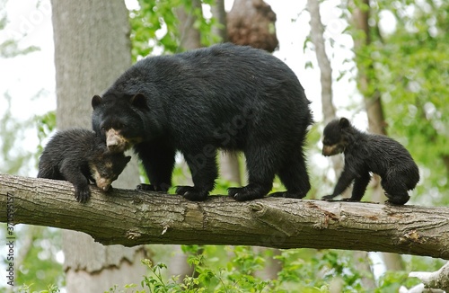Spectacled Bear, tremarctos ornatus, Female with Cub © slowmotiongli