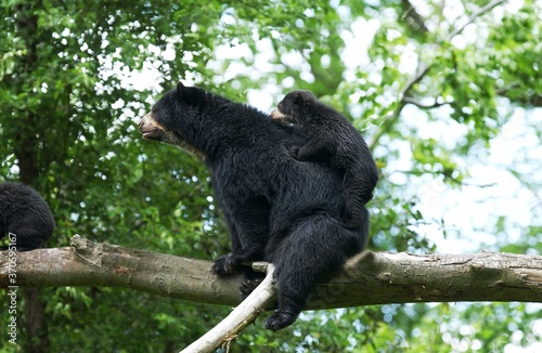 Spectacled Bear, tremarctos ornatus, Female with Cub