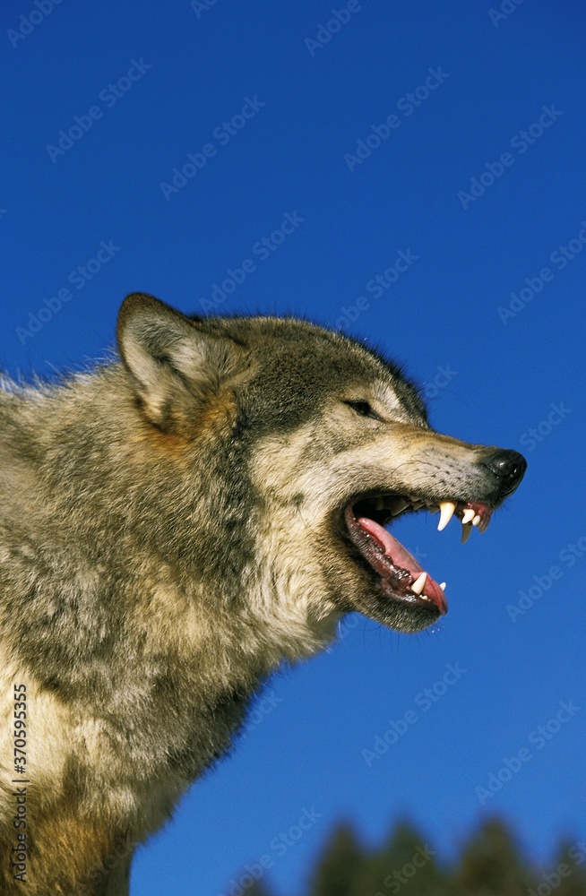 Fototapeta premium North American Grey Wolf, canis lupus occidentalis, Adult with open Mouth, Canada