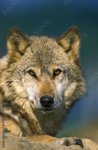 European Wolf, canis lupus, Portrait of Adult © slowmotiongli