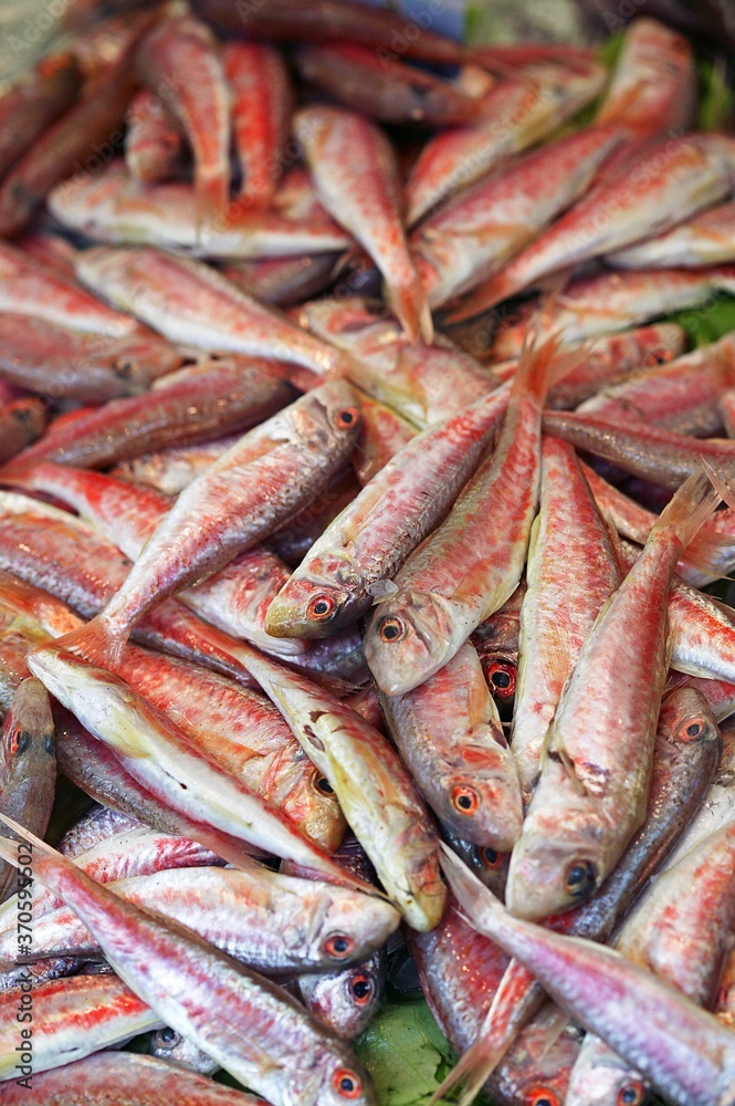 Fresh Gurnard, mullus surmuletus, Fishes at Fish Shop Fresh Gurnard, mullus surmuletus, Fishes at Fish Shop