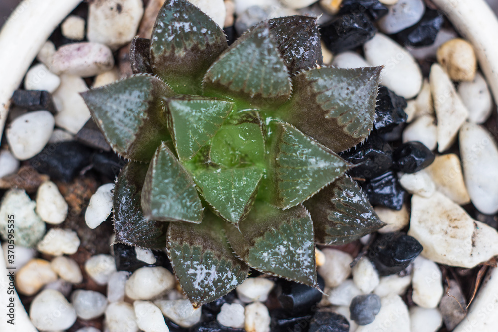 Haworthia cooperi. Green small tree. Haworthia cooperi. Green small tree.