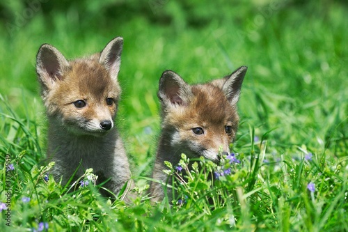 Red Fox, vulpes vulpes, Cubs sitting on Grass, Normandy © slowmotiongli