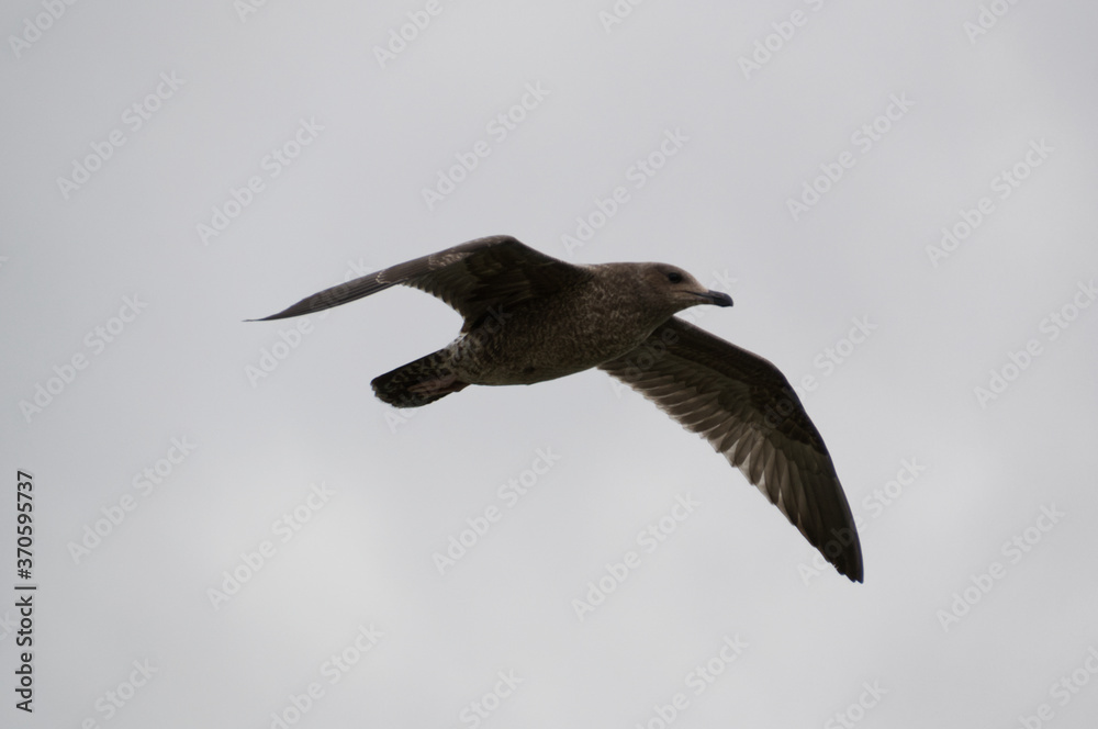 Obraz premium A Brown Seagull in Flight
