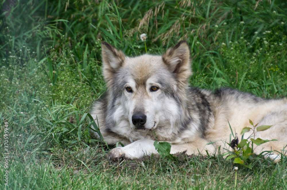 A Wolfdog Taking a Nap