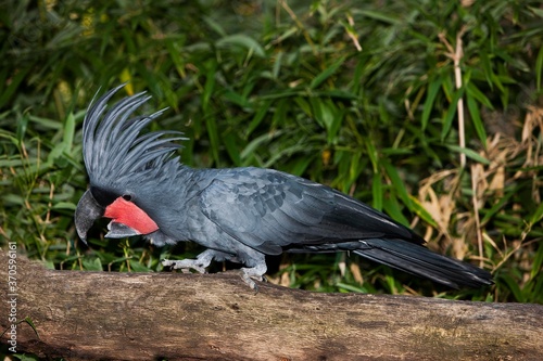 Palm Cockatoo, probosciger aterrimus, Adult standing on Branch photo