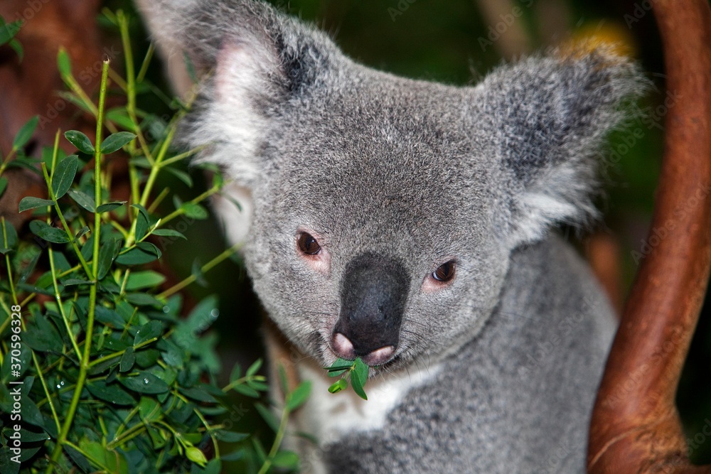 Fototapeta premium Koala, phascolarctos cinereus, Male eating Bamboo