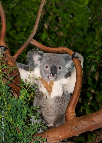 Photography Koala, phascolarctos cinereus, Male standing on Branch