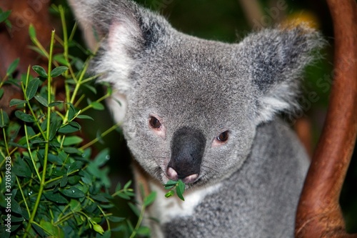 Fototapeta Naklejka Na Ścianę i Meble -  Koala, phascolarctos cinereus, Male eating Bamboo