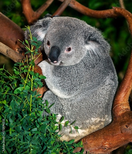 Photography Koala, phascolarctos cinereus, Male standing on Branch