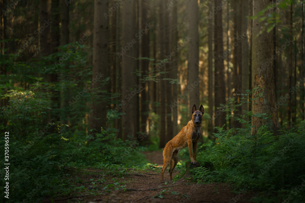 dog in the forest. Malinois in nature. pet outdoors dog in the forest. Malinois in nature. pet outdoors
