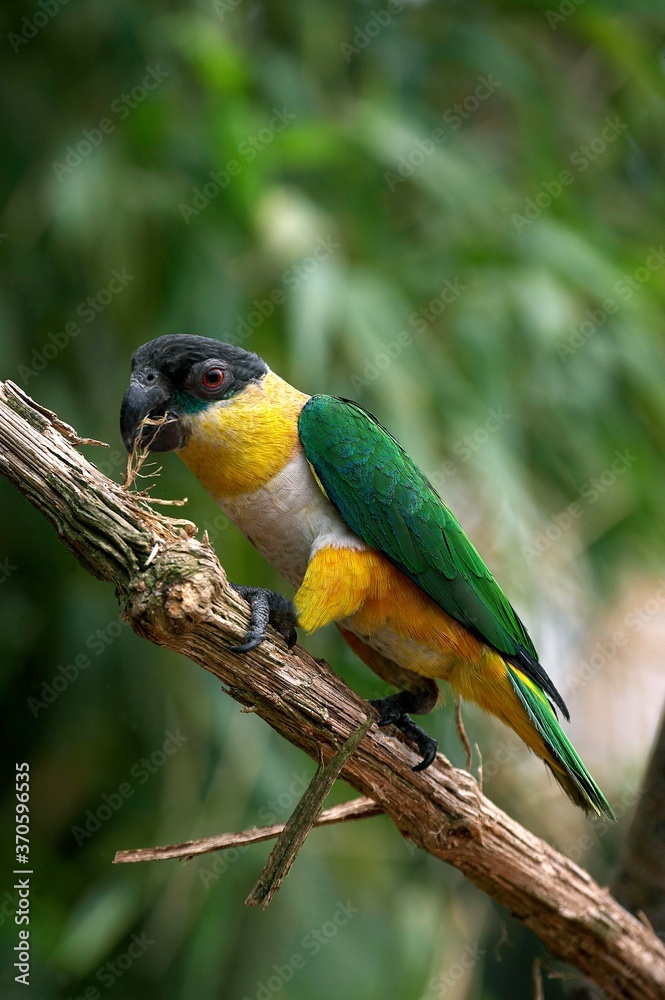 Obraz premium Black Headed Parrot, pionites melanocephala, Adult standing on Branch