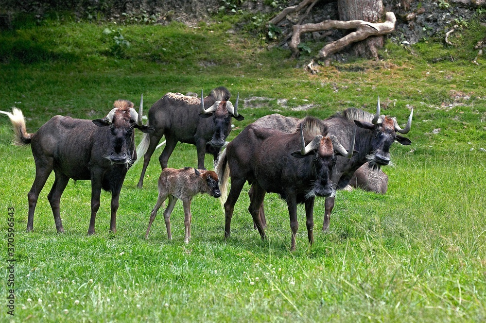 Black Wildebeest, connochaetes gnou, Herd with Female and Calf standing on Grass Black Wildebeest, connochaetes gnou, Herd with Female and Calf standing on Grass