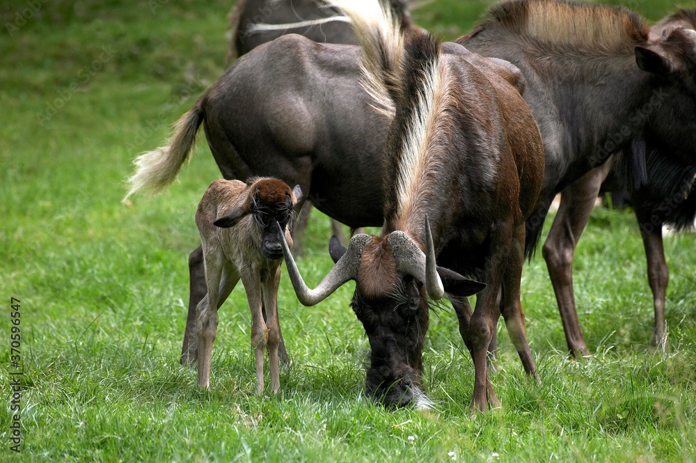 Black Wildebeest, connochaetes gnou, Female with Calf standing on Grass Black Wildebeest, connochaetes gnou, Female with Calf standing on Grass
