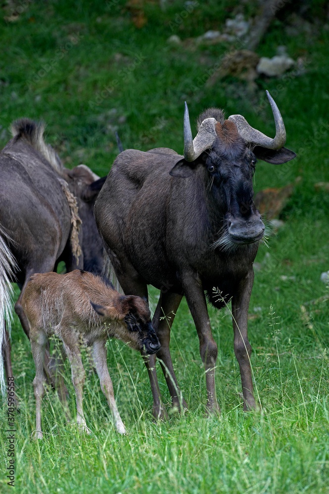 Black Wildebeest, connochaetes gnou, Female with Calf standing on Grass
