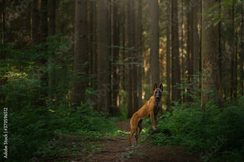 dog in the forest. Malinois in nature. pet outdoors