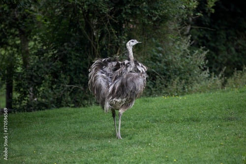 American Rhea, rhea americana, Female standing on Grass photo