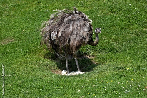 American Rhea, rhea americana, Female standing on Nest, with Eggs photo