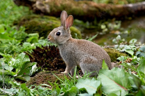 European Rabbit, oryctolagus cuniculus, Young, Normandy