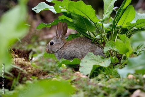 European Rabbit  oryctolagus cuniculus  Young  Normandy