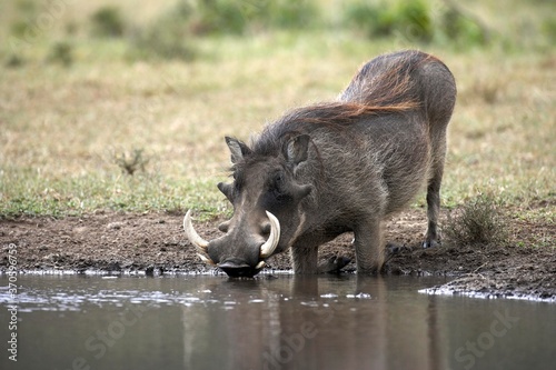 Warthog, phacochoerus aethiopicus, Adult drinking at Pond, Masai Mara Park in Kenya photo