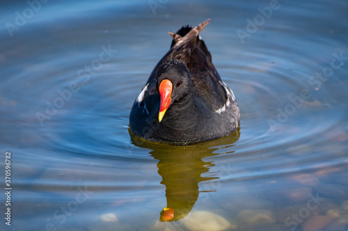 Ducks at the park of Valdebernardo (Madrid, Spain) photo