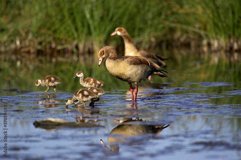 Egyptian Goose, alopochen aegyptiacus, Adults with Chicks standing in Water, Kenya Egyptian Goose, alopochen aegyptiacus, Adults with Chicks standing in Water, Kenya